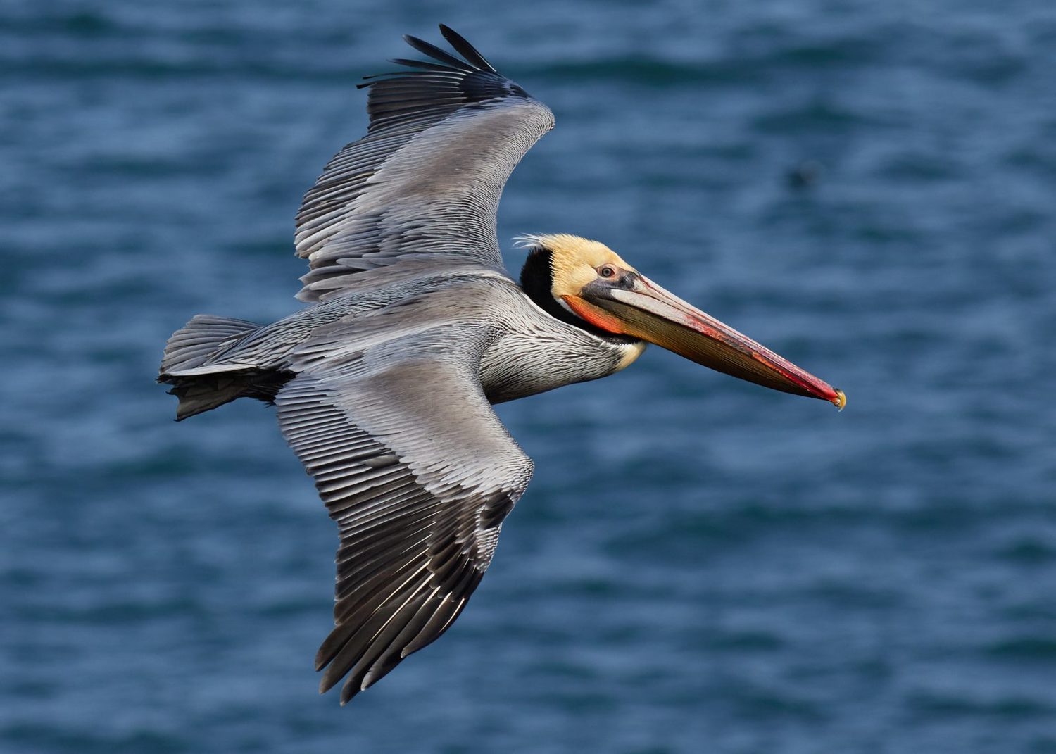 A brown pelican in flight over the sea off Grenada